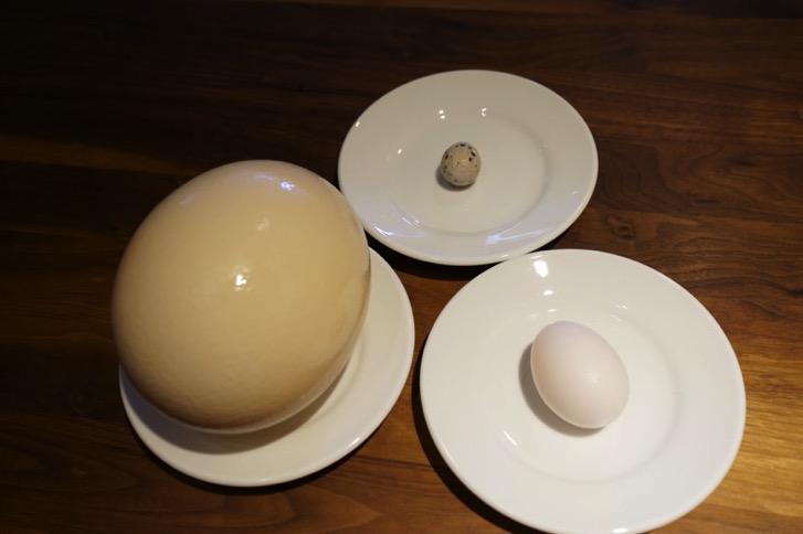 ダチョウの卵とニワトリの卵とウズラの卵